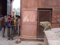 Another monkey - but the locals are more bemused by me than interested in its antics