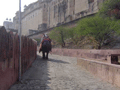 Outside Jaipur's Amber Palace. The mahoots use sticks to propel their decorated elephants up the hill, carrying knots of foreign tourists.