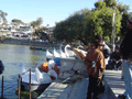 When boating on the lake, we resisted the temptation to procure a fibreglass swan.