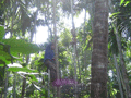 At the Savoi Spice Plantation. To harvest the betel nut - a mild stimulant that many Indians chew as a constituent part of paan - people climb the spindly trees, grab the nuts, then contrive the trunks to bend over so they can leap to the next tree to do it all over again. Saves coming back down!