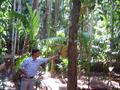 A jack fruit. Very very big.