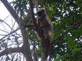 We spotted this monkey, and lots of his mates, while driving along a country road from the Plantation.