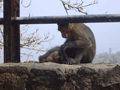 Look - cute monkeys! Grooming each other! Awwww ....
